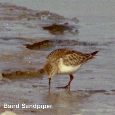 Baird Sandpiper